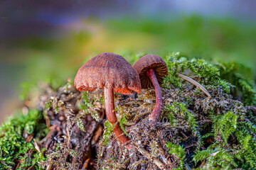 Der ungeniessbare Pilz Kugelsporiger oder Rundsporiger Flämling (Gymnopilus Josserandi) 
