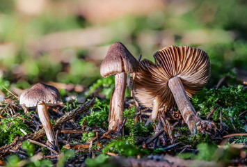 Der tödlich giftige Pilz Umbrabrauner  Risspilz (Inocybe Nappies) auf Waldboden vor unscharfem...