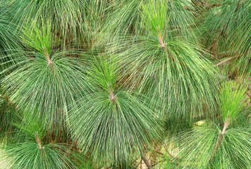Long green coniferous needles of Chir pine Pinus roxburghii