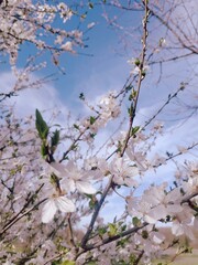 cherry blossom in spring