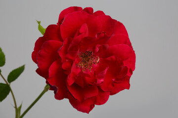 Bright red garden rose flower isolated on gray background.