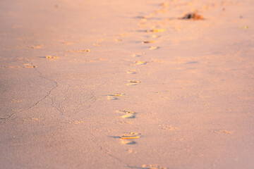 footprints in the sand