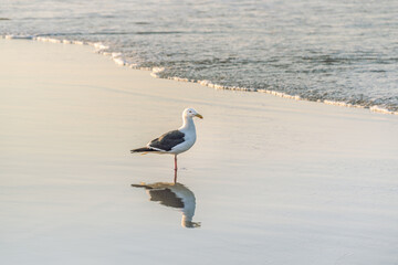 bird on the beach