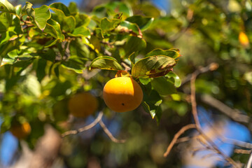 Persimmon fruits grow on a tree.