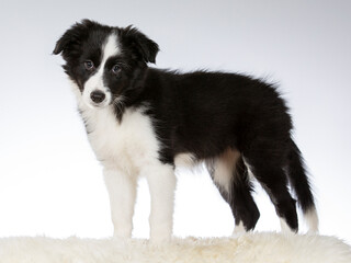 Border collie puppy portrait. Image taken in a studio. 10 weeks old puppy dog posing isolated on white. copy space.