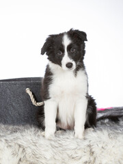 Border collie puppy portrait. Image taken in a studio. 10 weeks old puppy dog posing isolated on white. copy space.