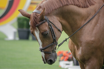 Pferd beim CHIO Aachen