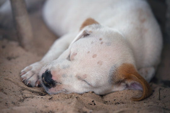 Cute sleeping white puppy with red ears