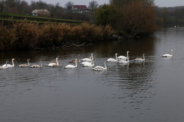 Naklejka na ściany i meble swans swimming in the lake