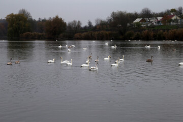 swans swimming in the lake