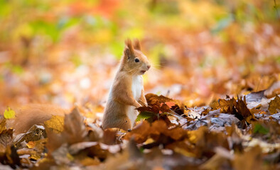 Squirrel in the autumn park sunshine with autumn colors