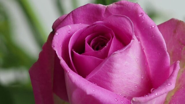 One beautiful pink red rose covered with water droplets, on a white background, side view