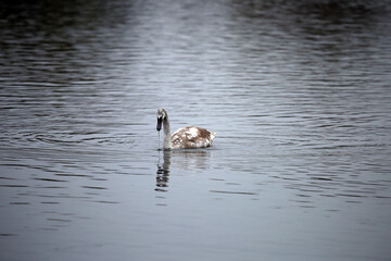 gray swan on the water