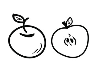 sketch of an Apple on an isolated background in black and white representation.a cross-section sketch of an Apple.vector illustration