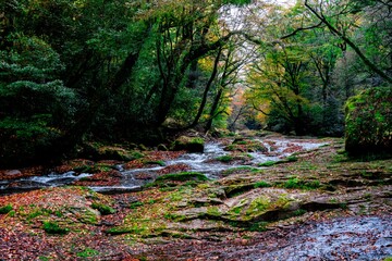 菊池渓谷の紅葉