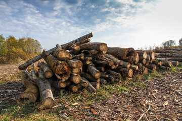 Felled tree logs are piled up against the blue sky. Deforestation and harvesting of firewood and logs.