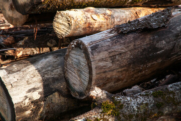Stacked a bunch of logs of trees. Deforestation and harvesting of firewood and logs. Fight against bark beetles.