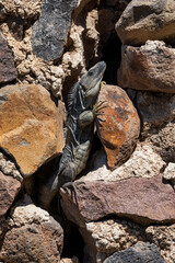 Mexican Iguana on Stone Wall