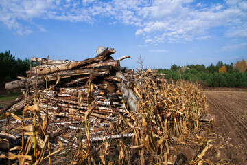 Stacked a bunch of logs of trees. Deforestation and harvesting of firewood and logs. Fight against bark beetles.