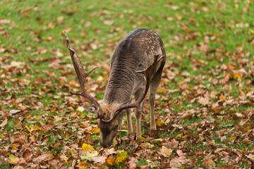 A dominant deer with large antlers feed on a meadow in autumn weather.