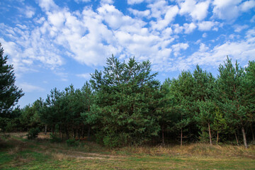 Obraz premium Country sand road for cars in the forest in summer. Road through a spruce and pine forest.
