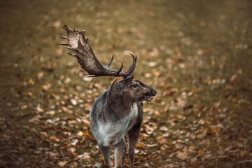 Portrait of a big deer in the park in canton Aargau, in Switzerland.