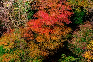 菊池渓谷の紅葉