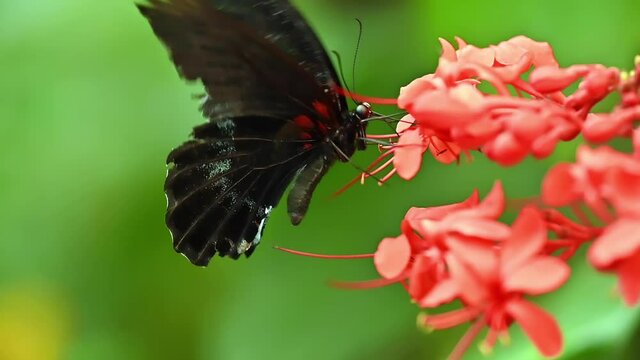 Slow motion of Great Mormon Butterfly spreading the wings. Papilio memnon, the large dark black butterfly in swallowtail family found in southern Asia. High quality FullHD footage
