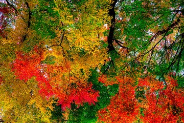 洗竹窓址の紅葉