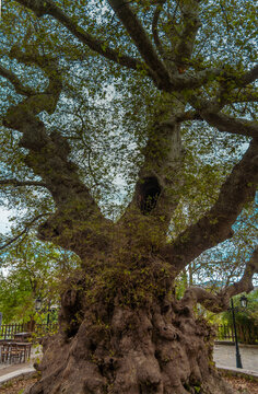 A giant plane tree (platanus, sycamore) at Krasi, one of the oldest and thickest trees in the world and listed as a national natural monumnt, Crete, Greece