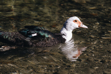 Portrait of a females of duck on the water