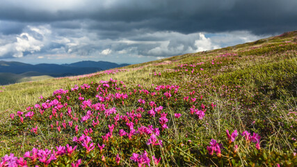 Fototapeta premium Panorama with an alpine grassland full of pink mountain rhododendron, under a sky full of stormy clouds. Capatanii Mountains, Ursu peak, Romania