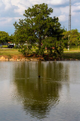 The duck in the reflection tree