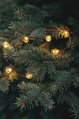 Fluffy branches of a spruce or fir-tree with christmas lights. Christmas wallpaper or postcard concept.
