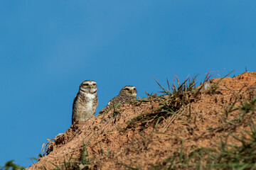 The owls in the ground and the blue sky