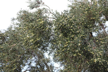 Olive tree with olives on its branches. healthy food
