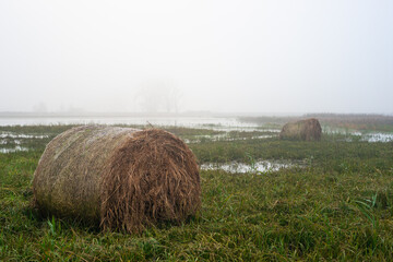 Zalane łąki pod Łęczycą. bele siana w wodzie, rozlewisko Bzury © Piotr Szpakowski