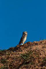The owls in the ground and the blue sky