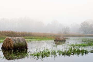 Zalane łąki pod Łęczycą. bele siana w wodzie, rozlewisko Bzury © Piotr Szpakowski