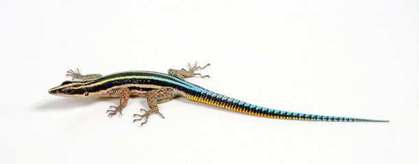 Sawtail lizard // Blaue Sägeschwanzeidechse (Holaspis guentheri) © bennytrapp