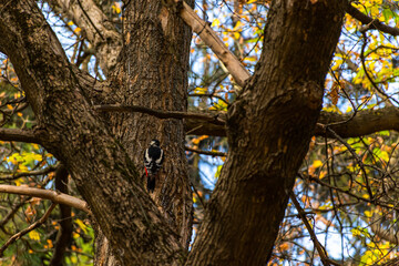 Great spotted woodpecker lat. Dendrocopos major sits on a tree in autumn in the Park. Foraging for food in the autumn forest. Shy beautiful wild bird. Wide brown trunk and blurred background of leaves