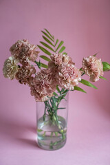 Beautiful pink carnation flowers on pink background