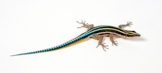 Blaue Sägeschwanzeidechse // Sawtail lizard (Holaspis guentheri) © bennytrapp