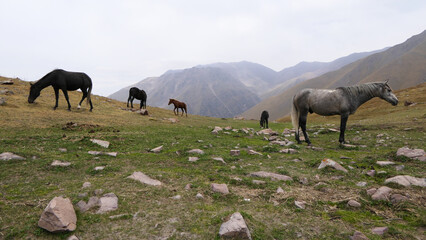 Naklejka premium Horses next to the turquoise Kol-Tor Lake, Kegeti gorge in the mountains of Kyrgyzstan