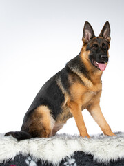 German shepherd dog portrait. Image taken in a studio.