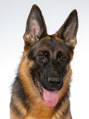 German shepherd dog portrait. Image taken in a studio.