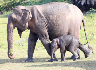 ELEFANTE MAMA Y CRIA