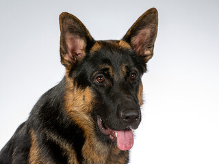 German shepherd dog portrait. Image taken in a studio.