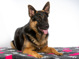 German shepherd dog portrait. Image taken in a studio.