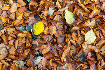 autumn leaves background